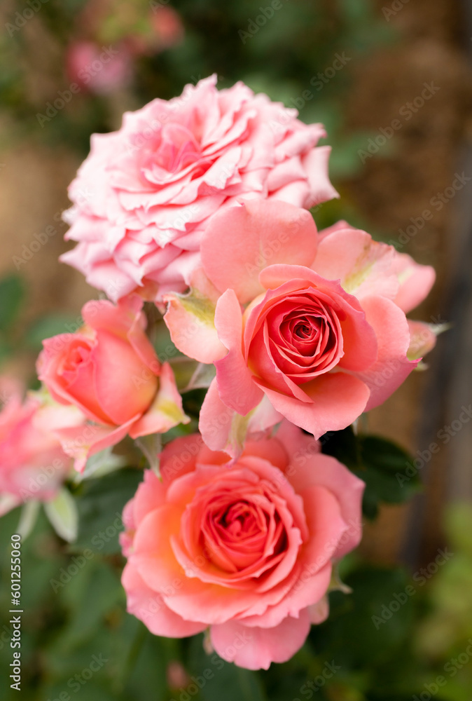 Roses flowers bloom in summer in the garden roses. Beautiful roses flowers close up. Roses flowers bloom in summer in the garden roses. Beautiful roses flowers close up.