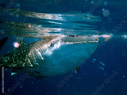 whaleshark in the pacific ocean in oslob on cebu island