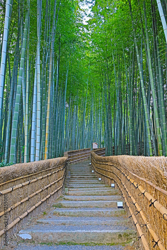 Bamboo Grove in adashino nenbutsu-ji  Arashiyama  Kyoto