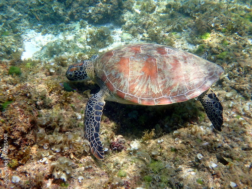 sea turtle in the coast near waters at moalboal