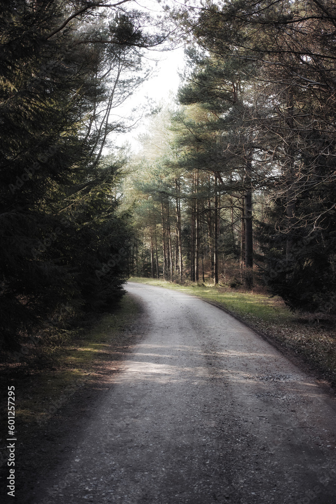 Obraz premium Nature, trees and route with road in forest for environment, adventure and journey. Transportation, travel and gravel path with route in woods for morning, scenery and freeway landscape