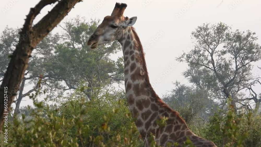cape giraffe chewing foliage in grasslands of Kruger National Park cape giraffe chewing foliage in grasslands of Kruger National Park
