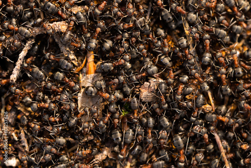 Close up view onto big forest fire ants working. Anthill in forest scene. Ant-hill.