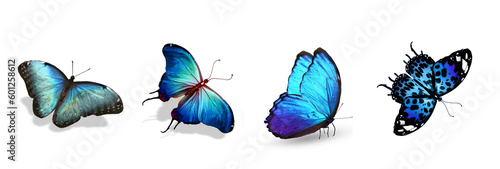Set of color tropical butterflies, isolated on the white © suns07butterfly