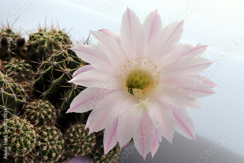 Blooming cactus in pink color. Potted flower.