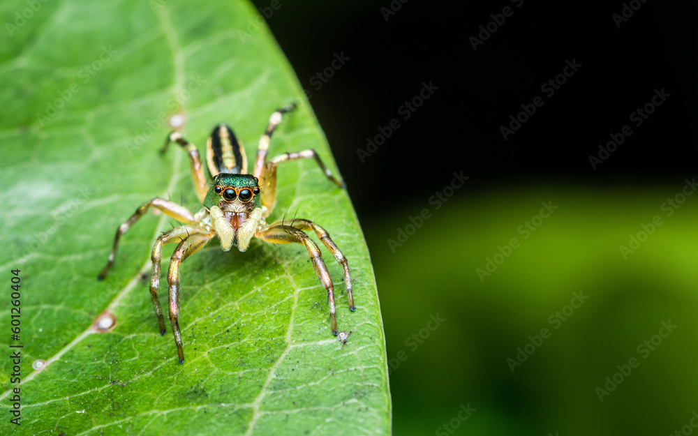 Close up a little Jumping Spider on green leaf, Colorful jumping spider.