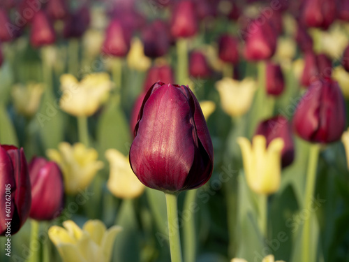 Tulip Pallada at a local tulip flower exhibition