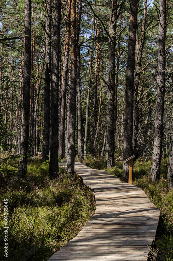 Torfowisko wysokie Tarnawa Górna Bieszczady ścieżka Torfowisko wysokie Tarnawa Górna Bieszczady ścieżka