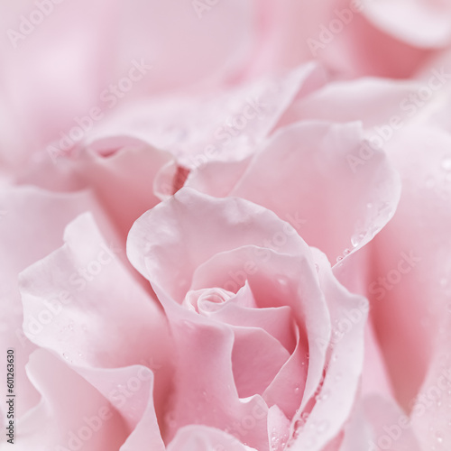 Pale pink white rose flower. Macro flowers background for holiday design