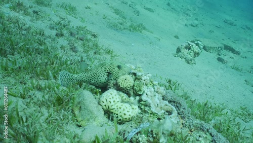 Blackspotted Puffer or Star Blaasop (Arothron stellatus) lies resting on small coral on sandy slope during daytime, Slow motion, Camera moving forwards approaching the Puffer fish photo