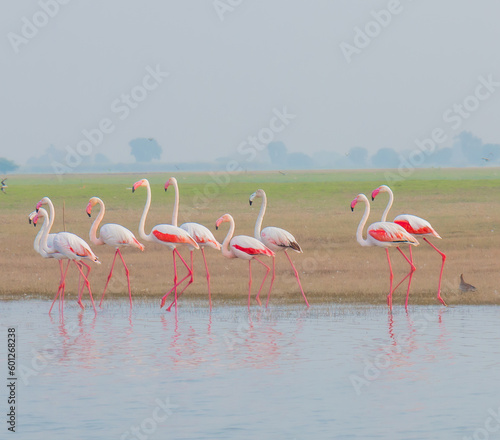 flock of flamingo © saltnpepperclicks