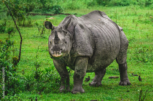 Indian One-horned Rhino staring into the camera and eating grass
