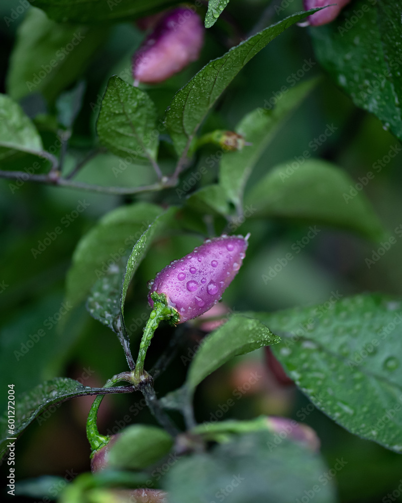 Pepper plant in dew. Purple peppers on bush among green leaves. Hot South American pepper. Cultivation and ripening of pepper. Vegetables in garden, harvest. Farming. Close-up. Side view. Soft focus. Pepper plant in dew. Purple peppers on bush among green leaves. Hot South American pepper. Cultivation and ripening of pepper. Vegetables in garden, harvest. Farming. Close-up. Side view. Soft focus.