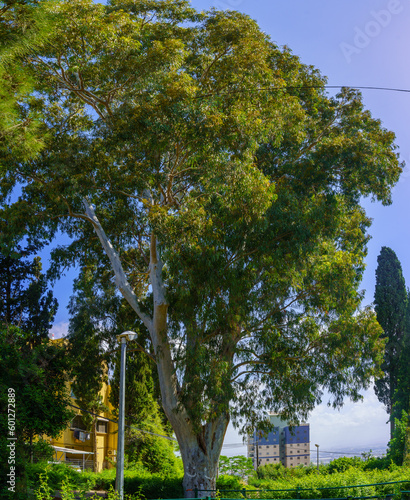 Nahum Garden, Neve Shaanan Neighborhood, Haifa photo