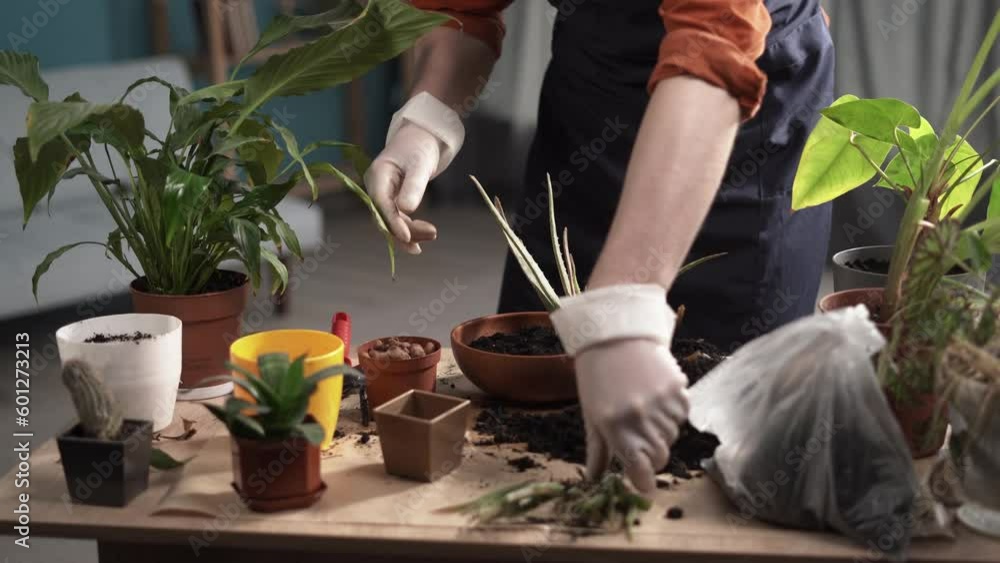 Man transplanting Aloe into pot at table at home indoors, closeup. Houseplant care Man transplanting Aloe into pot at table at home indoors, closeup. Houseplant care