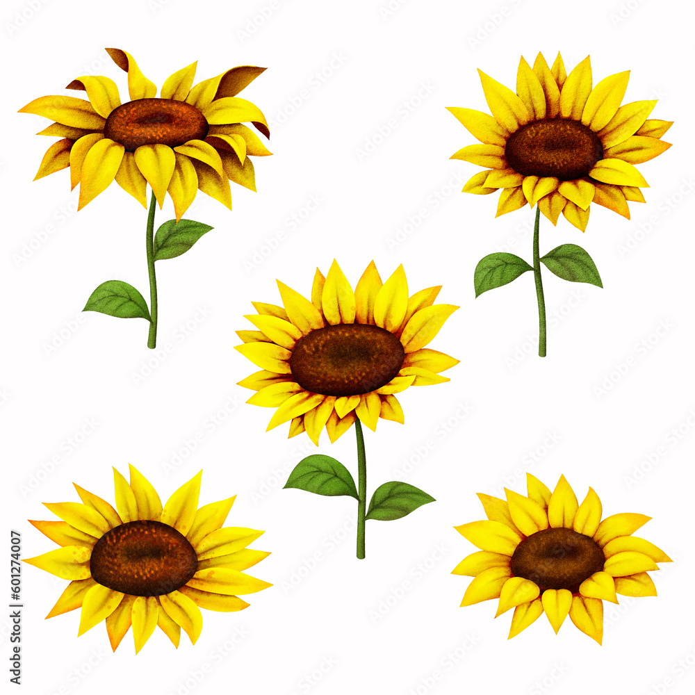 Isolated sunflower flower with stem and leaves, postcard or poster design Isolated sunflower flower with stem and leaves, postcard or poster design