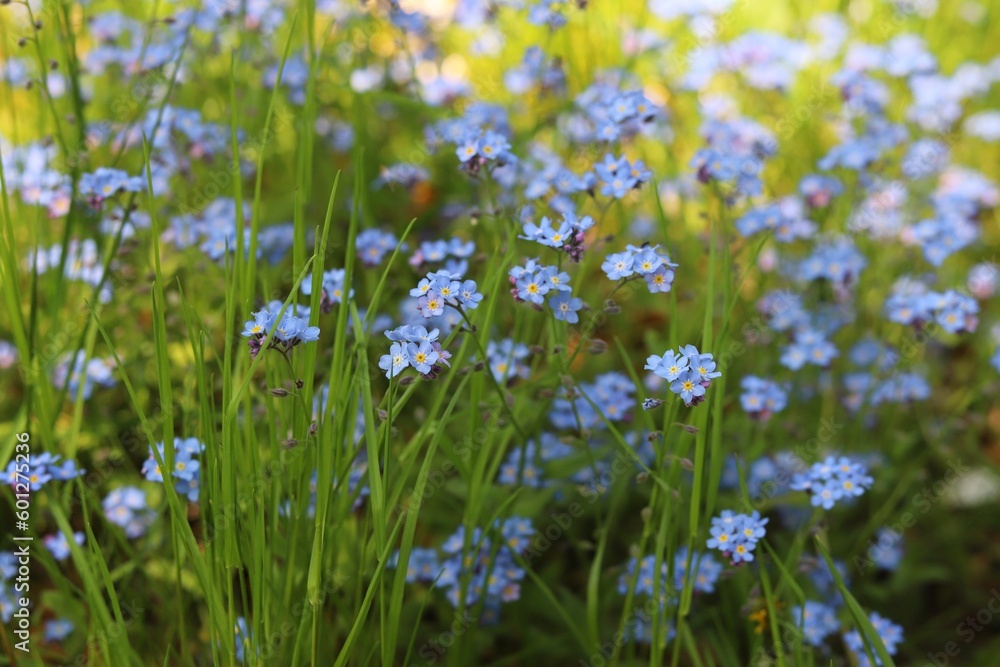 Blue forget me not flowers blooming on green background. Myosotis sylvatica.