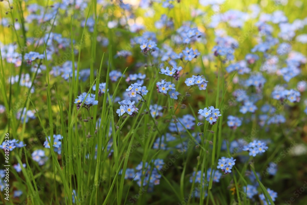 Blue forget me not flowers blooming on green background. Myosotis sylvatica. Blue forget me not flowers blooming on green background. Myosotis sylvatica.