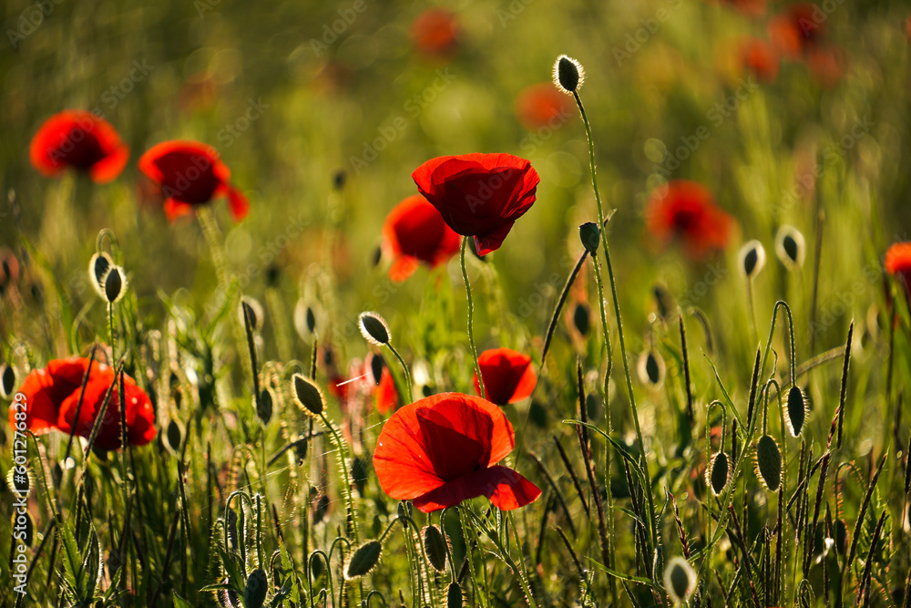Obraz premium Vivid poppy field. Beautiful red poppy flowers on green fleecy stems grow in the field. Scarlet poppy flowers in the sunset light. Close-up of poppies 
