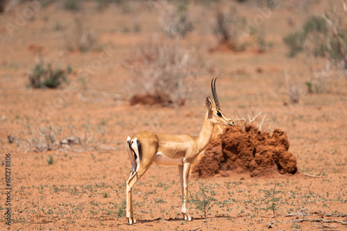 impala in the savannah
