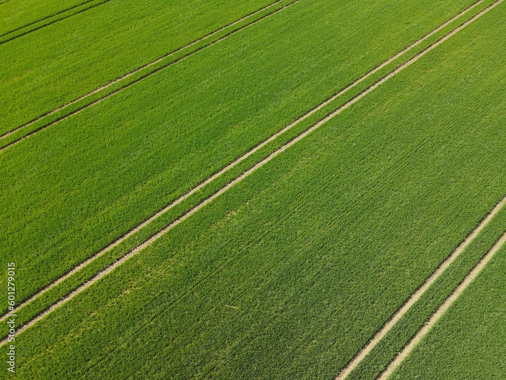 Fresh growing wheat on agriculture field with stripes in spring