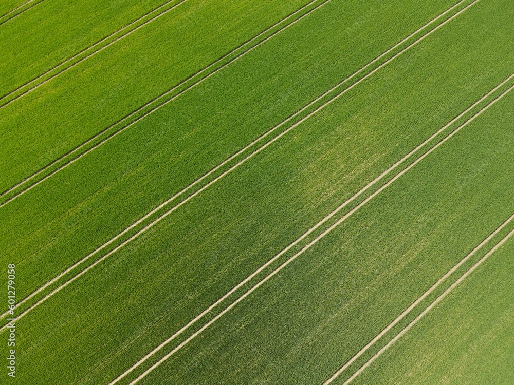 Top view of a green growing wheat field with lanes in spring