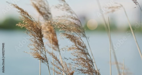 Dry reeds sway in the wind. Close-up. Lake and high-rise buildings on a blurred background. photo