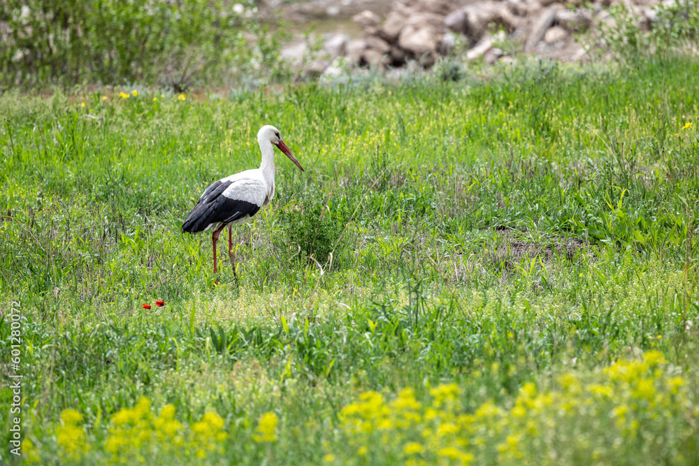 Fototapeta premium storks on a green grassy meadow looking for food on a sunny spring day