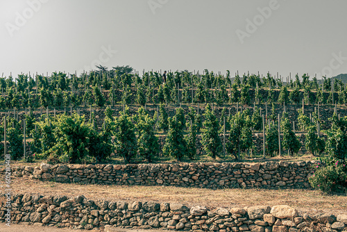 Wine lands photo