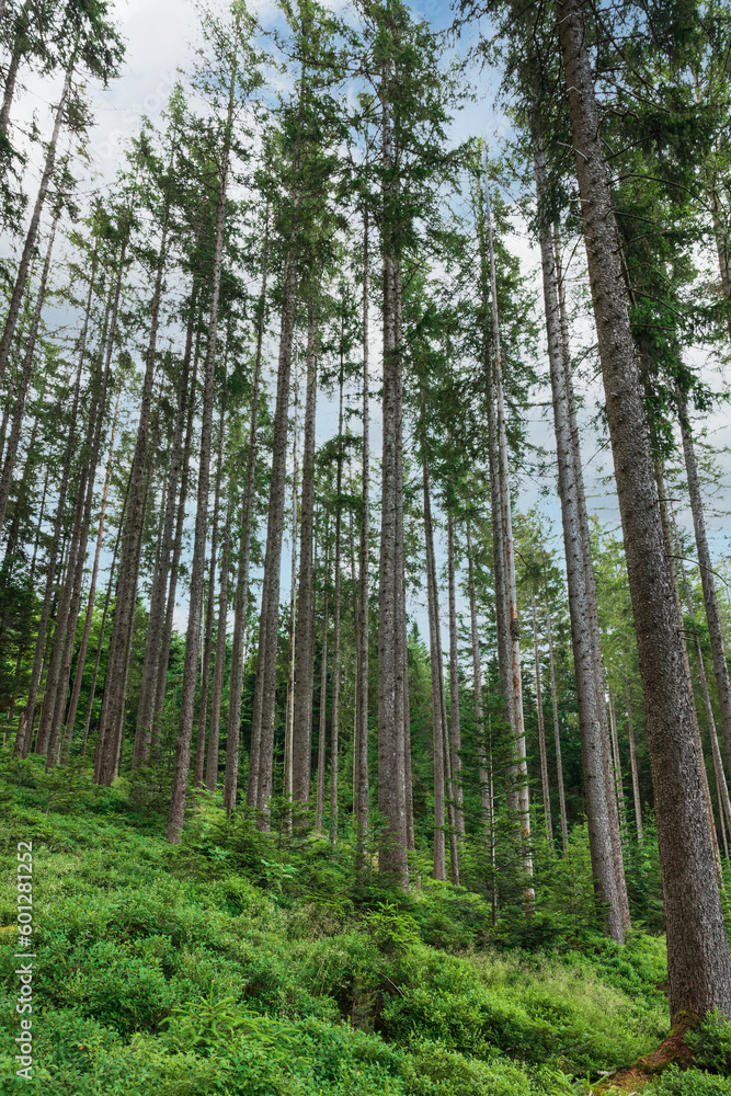 Obraz premium Schwarzwald forest in southwestern Germany