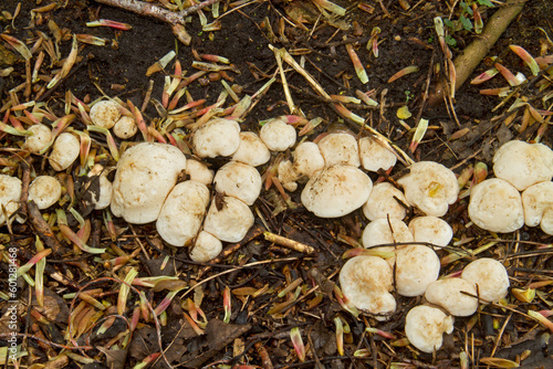 Row of St. George's mushrooms, growing on an underground root of a dead tree photo