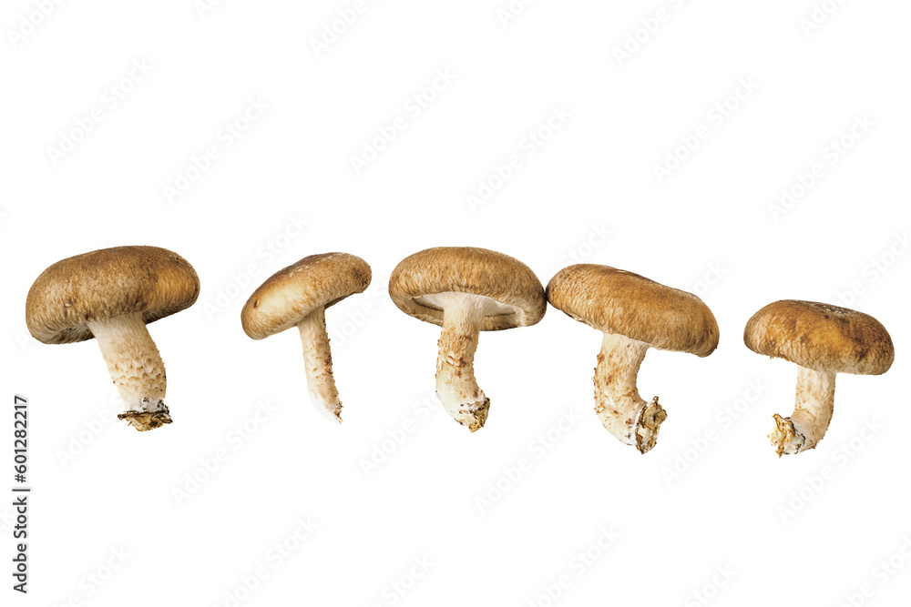 Organic shiitake mushrooms of different sizes and shapes. Mushrooms are isolated on white. close-up Organic shiitake mushrooms of different sizes and shapes. Mushrooms are isolated on white. close-up