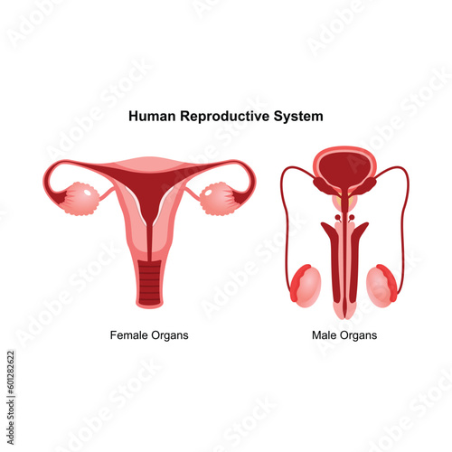 Male and female reproductive system. Anterior view of human reproductive system. Anatomical vector illustration in flat style over white background.
