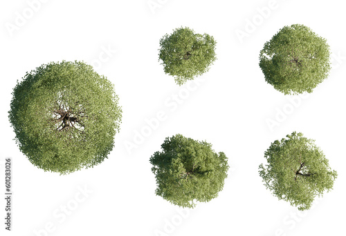 3d Plant Trees Acer Pseudoplatanus Top view Cutout PNG