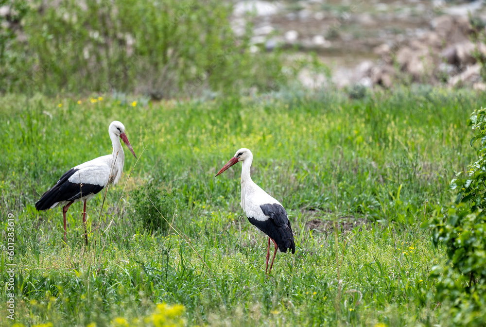 Fototapeta premium storks on a green grassy meadow looking for food on a sunny spring day
