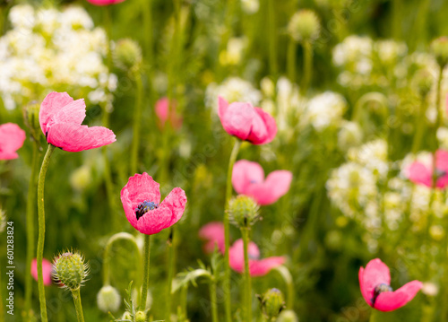 flower, nature, flora, beautiful, natural, outside, plant