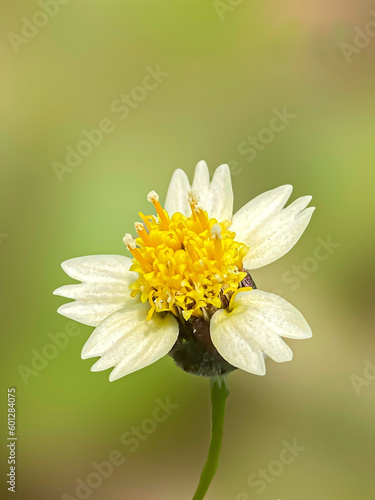 close up of grass flower or bidens alba