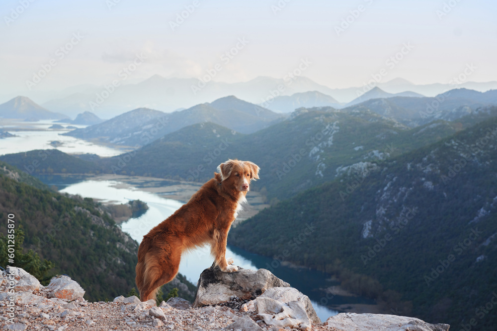 The dog stands in the mountains on bay and looks at the river. Nova Scotia duck retriever in nature, on a journey. Hiking with a pet - obrazy, fototapety, plakaty 