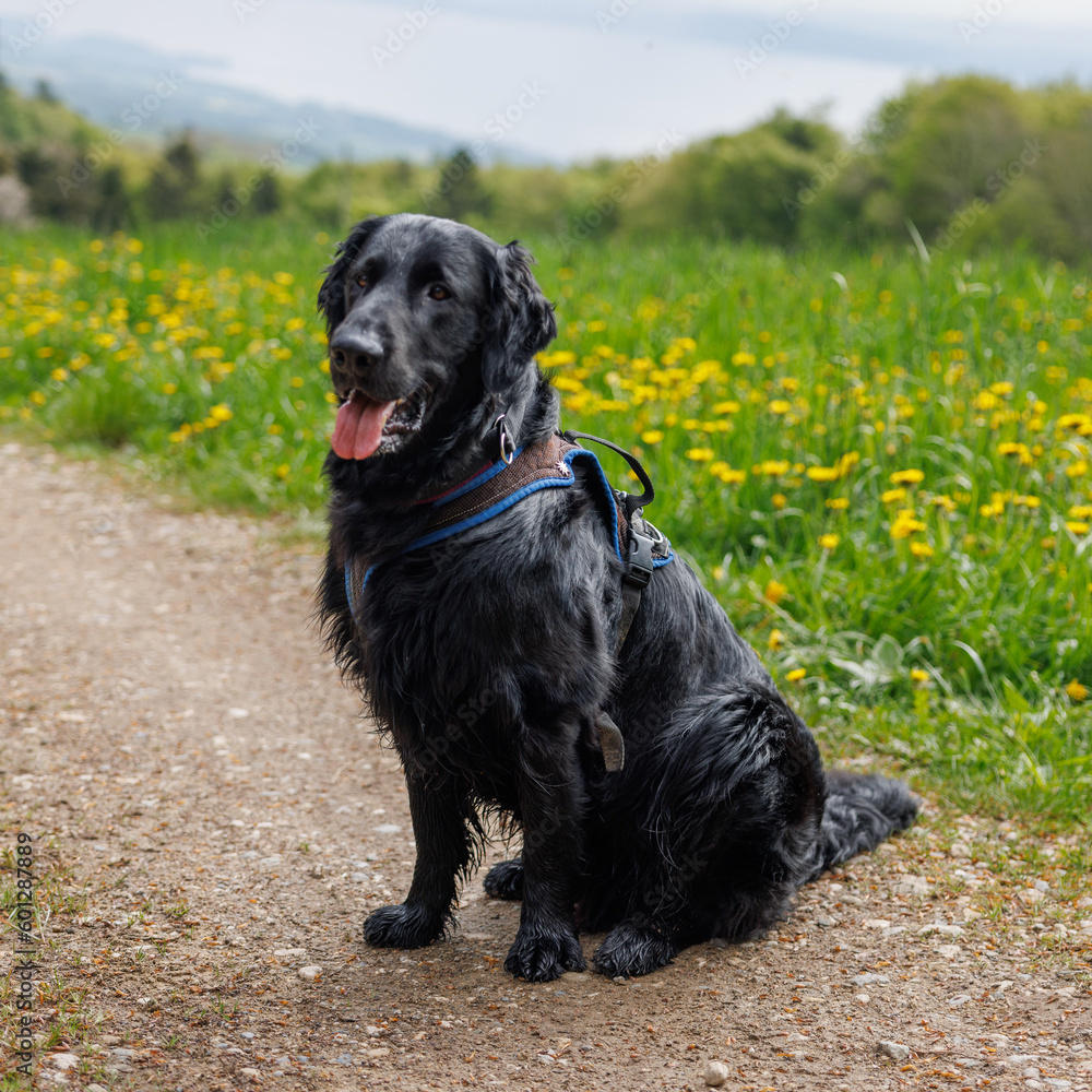 flatcoated Retriever while walking in the Swiss Jura in spring flatcoated Retriever while walking in the Swiss Jura in spring