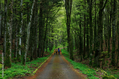 way through the green forest in the swiss jura
