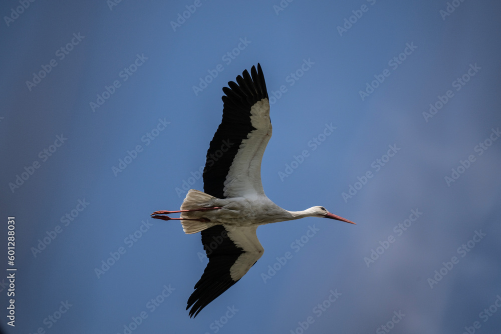 Obraz premium stork with outstretched wings in flight against the sky on a sunny spring day