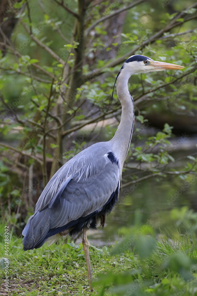 Fototapeta premium Graureiher (Ardea cinerea)