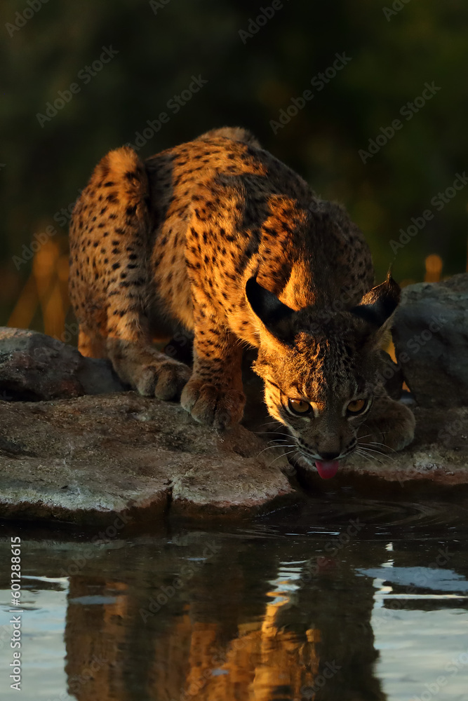 The Iberian lynx (Lynx pardinus), young lynx at the watering hole in