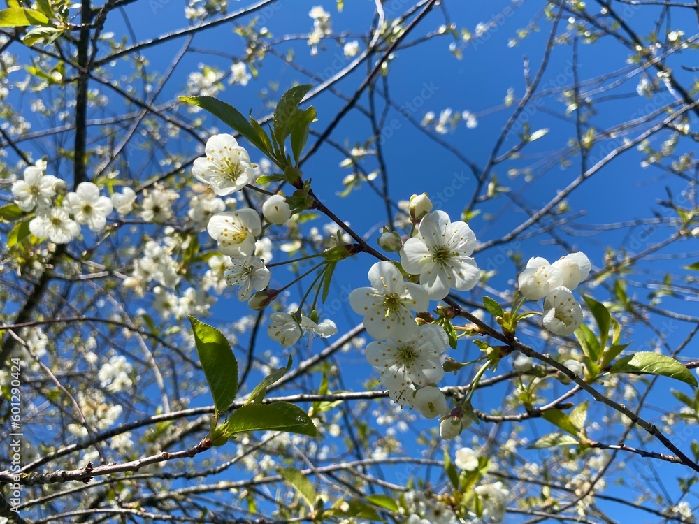 Spring white flowers. Blooming cherry in spring. Natural flower background. Spring white flowers. Blooming cherry in spring. Natural flower background.
