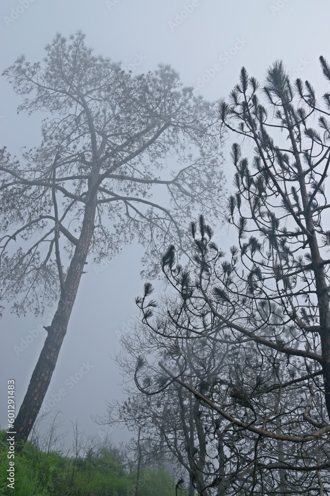misty morning in the woods misty morning in the woods