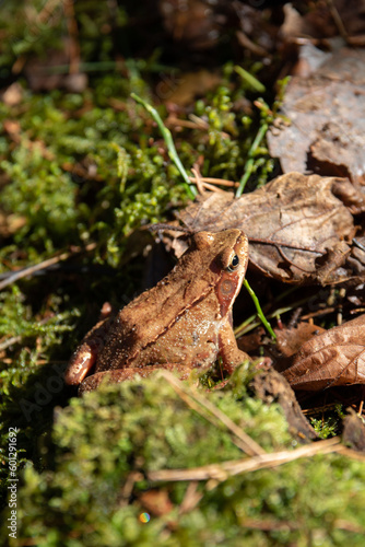 photo of a small brown toad
