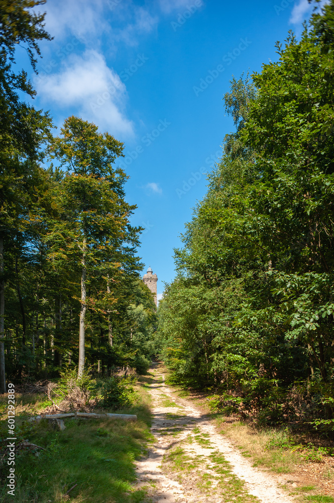 Fototapeta premium Wanderweg zum Luitpoldturm bei Merzalben. Region Pfalz im Bundesland Rheinland-Pfalz in Deutschland