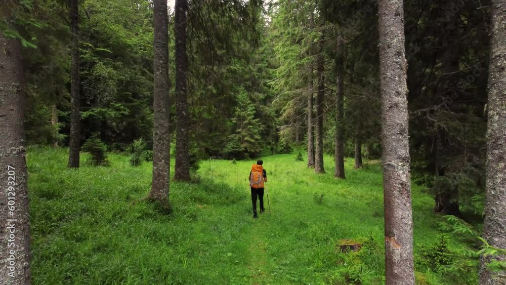 back view of a tourist young man with a backpack travels through the forest . back view of a tourist young man with a backpack travels through the forest .