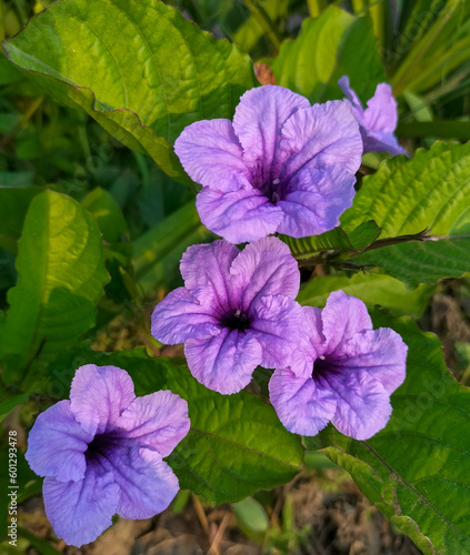 Photos of wild purple Kencana flower plants or Pletekan Ruellia tuberosa. Selective focus.
