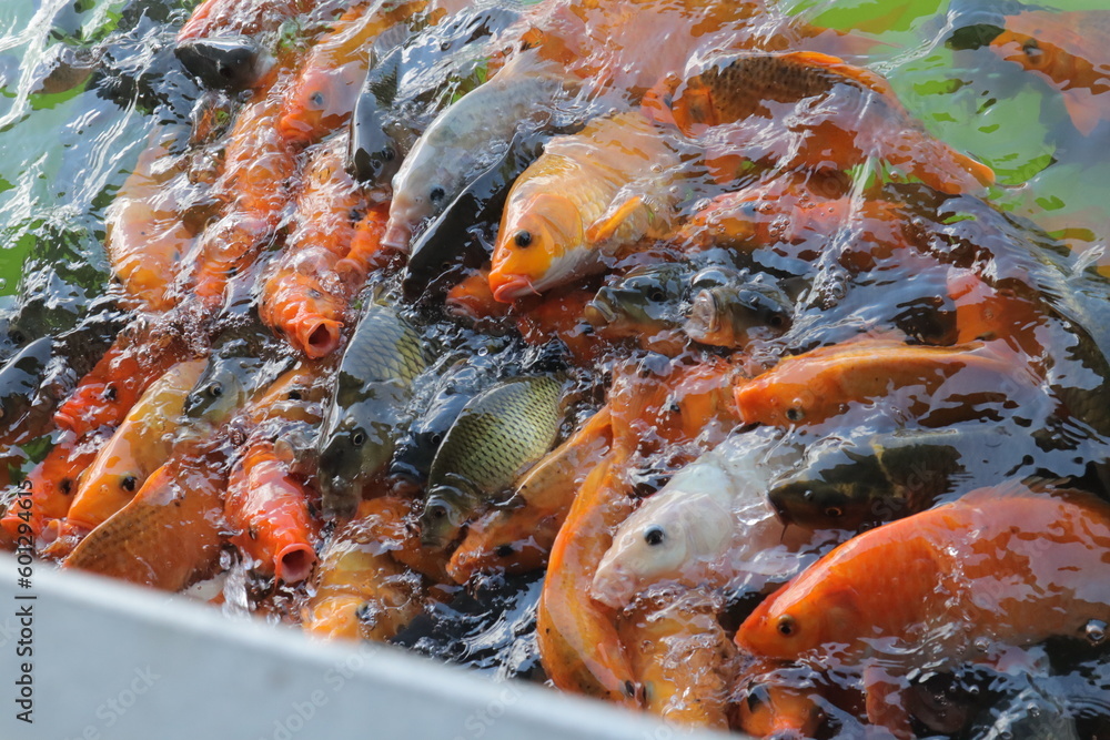 The beautiful red goldfish swimming in the pond The beautiful red goldfish swimming in the pond